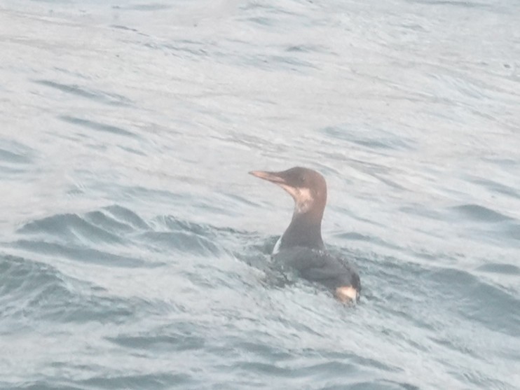 Thick-billed/Common Murre - ML646275526