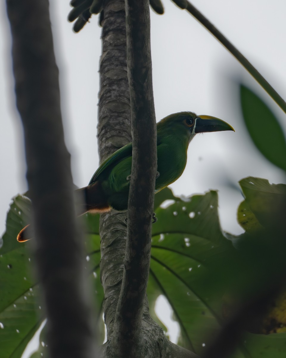 Southern Emerald-Toucanet - ML646275527