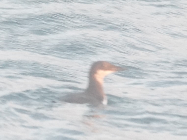 Thick-billed/Common Murre - ML646275528