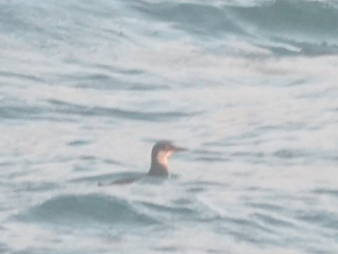 Thick-billed/Common Murre - ML646275529