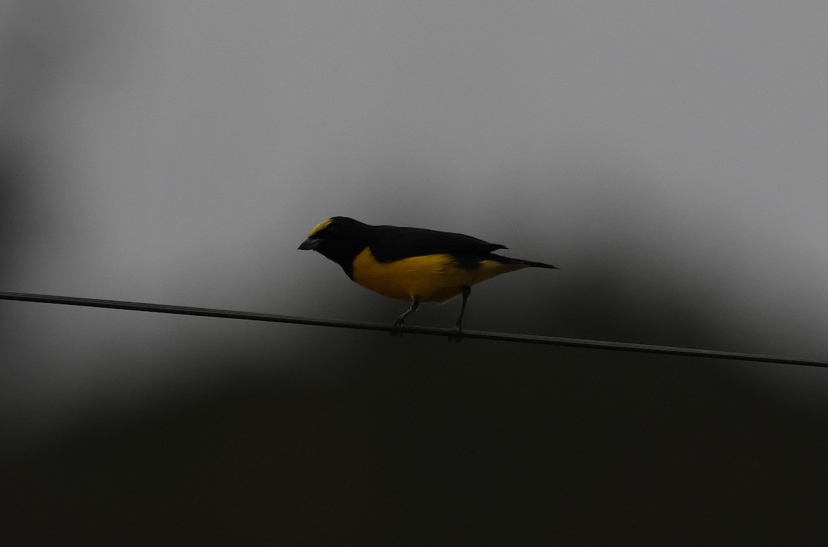 Purple-throated Euphonia - ML646275530