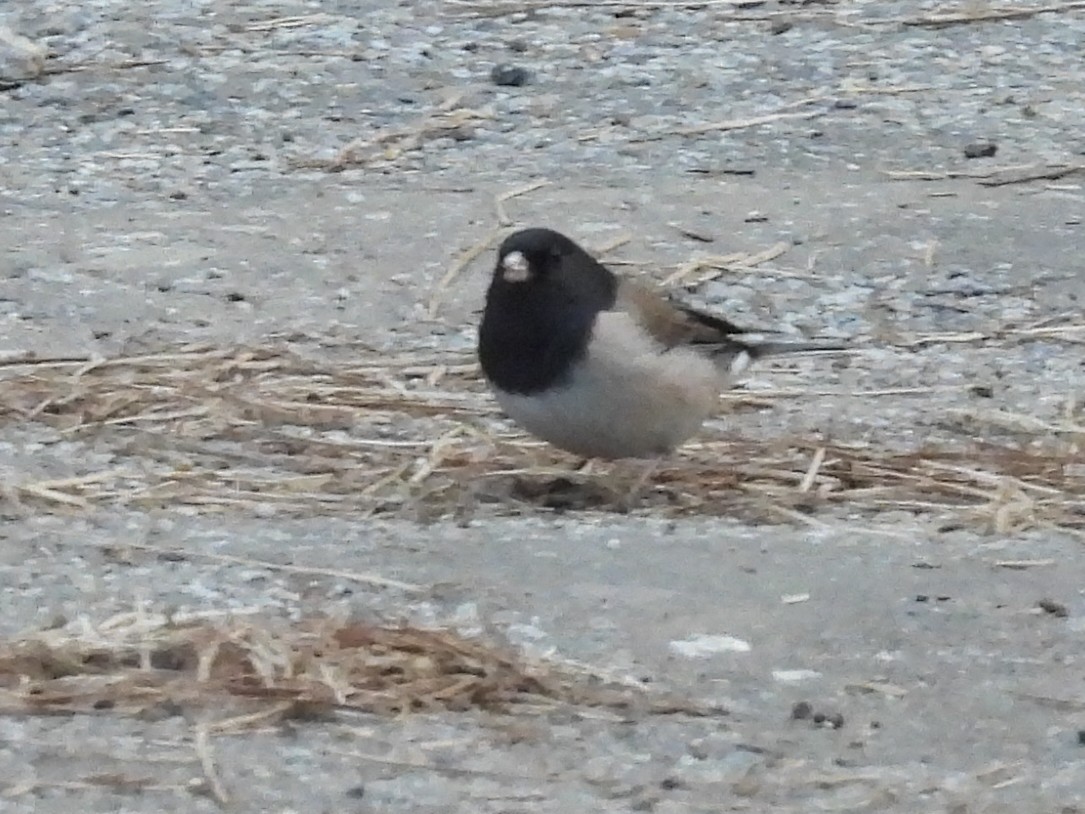 Dark-eyed Junco - ML646275531