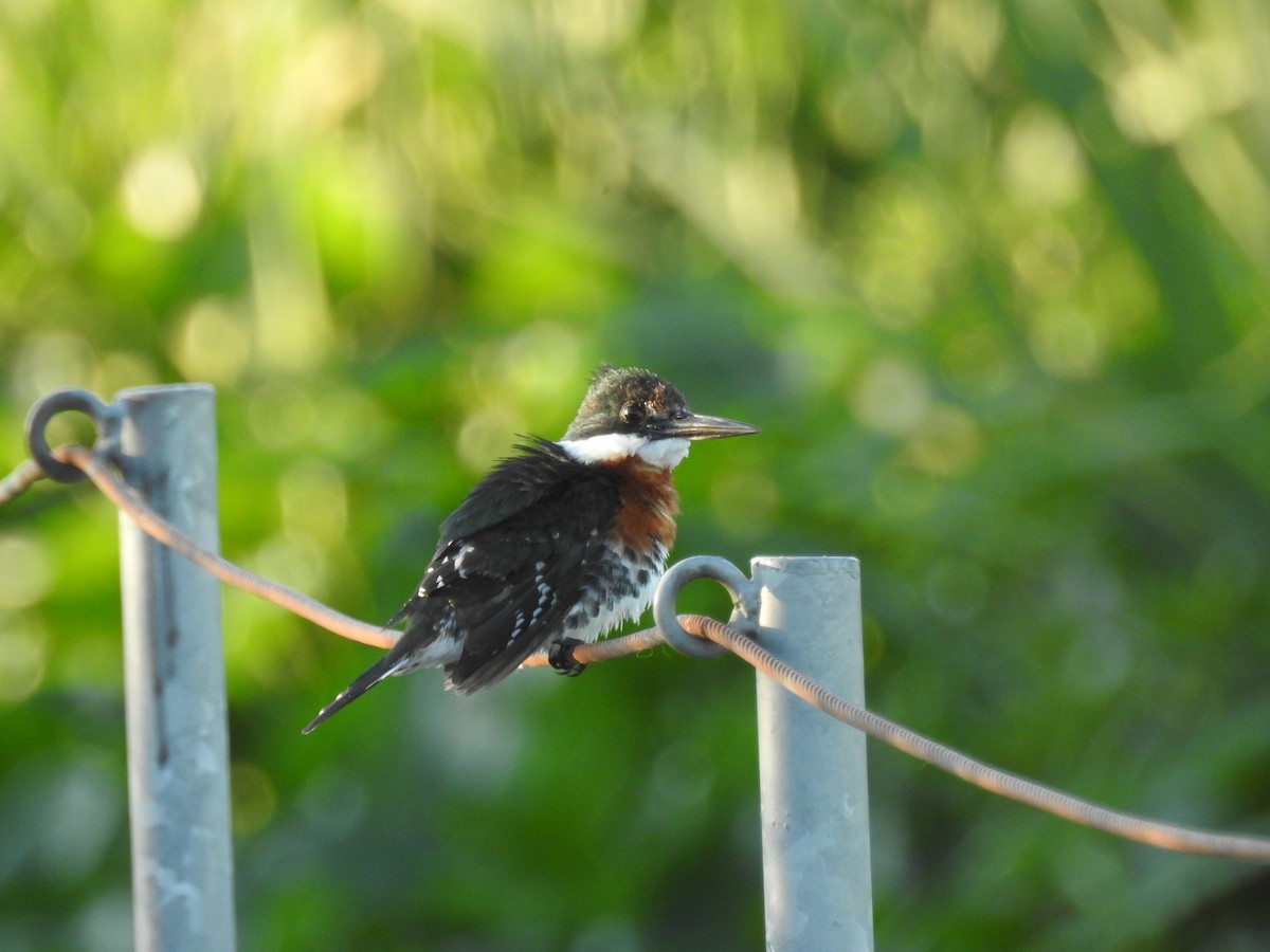 Green Kingfisher - ML646275532