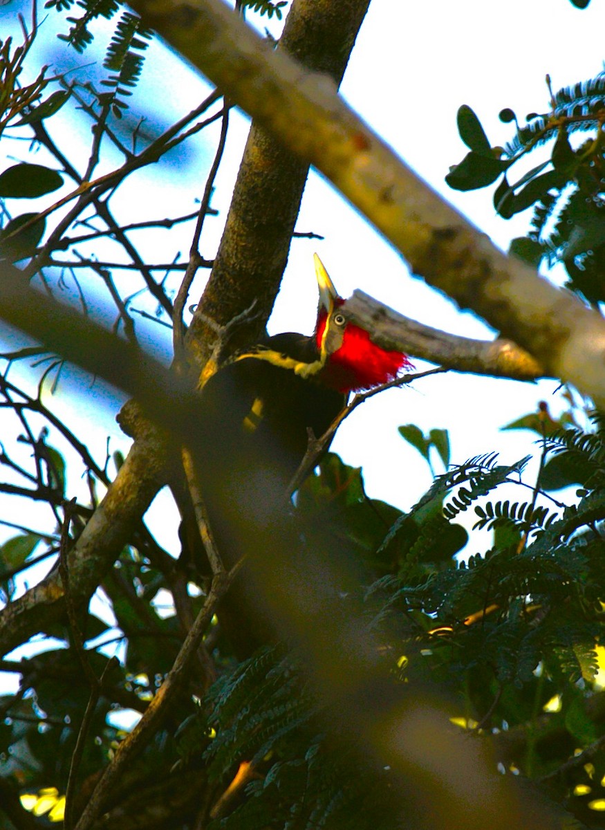 Lineated Woodpecker - ML646275534