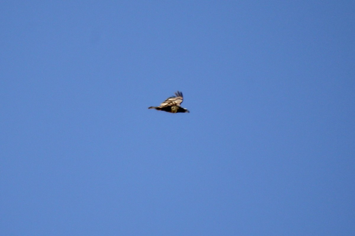 Bald Eagle - ML646275535