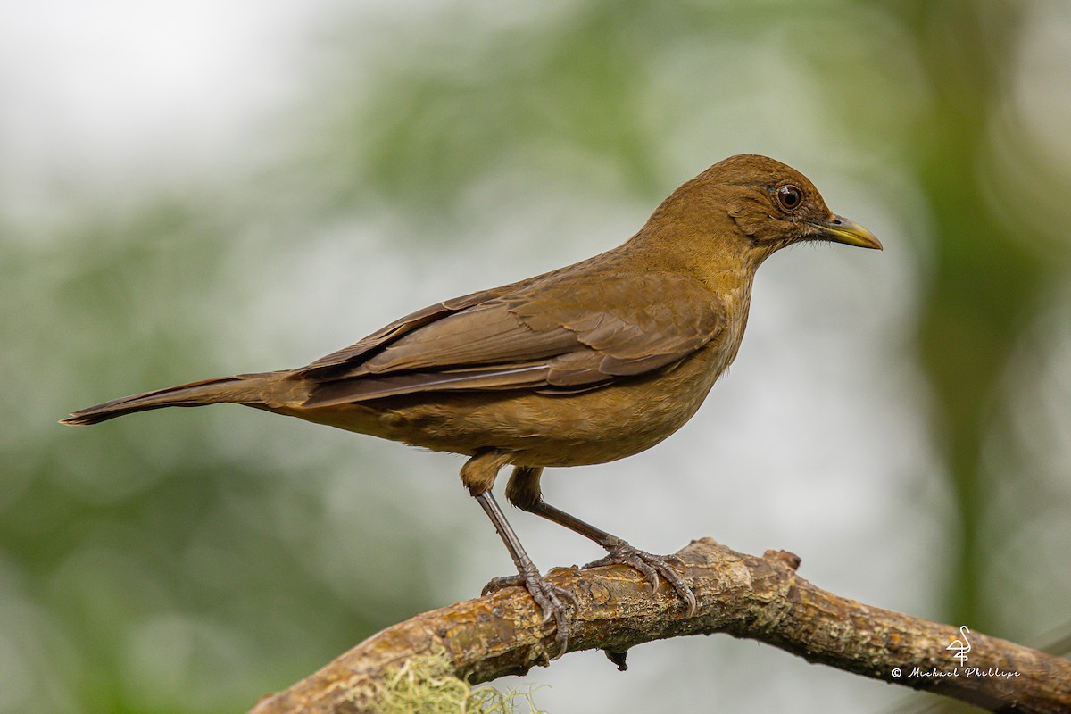 Clay-colored Thrush - ML646275536