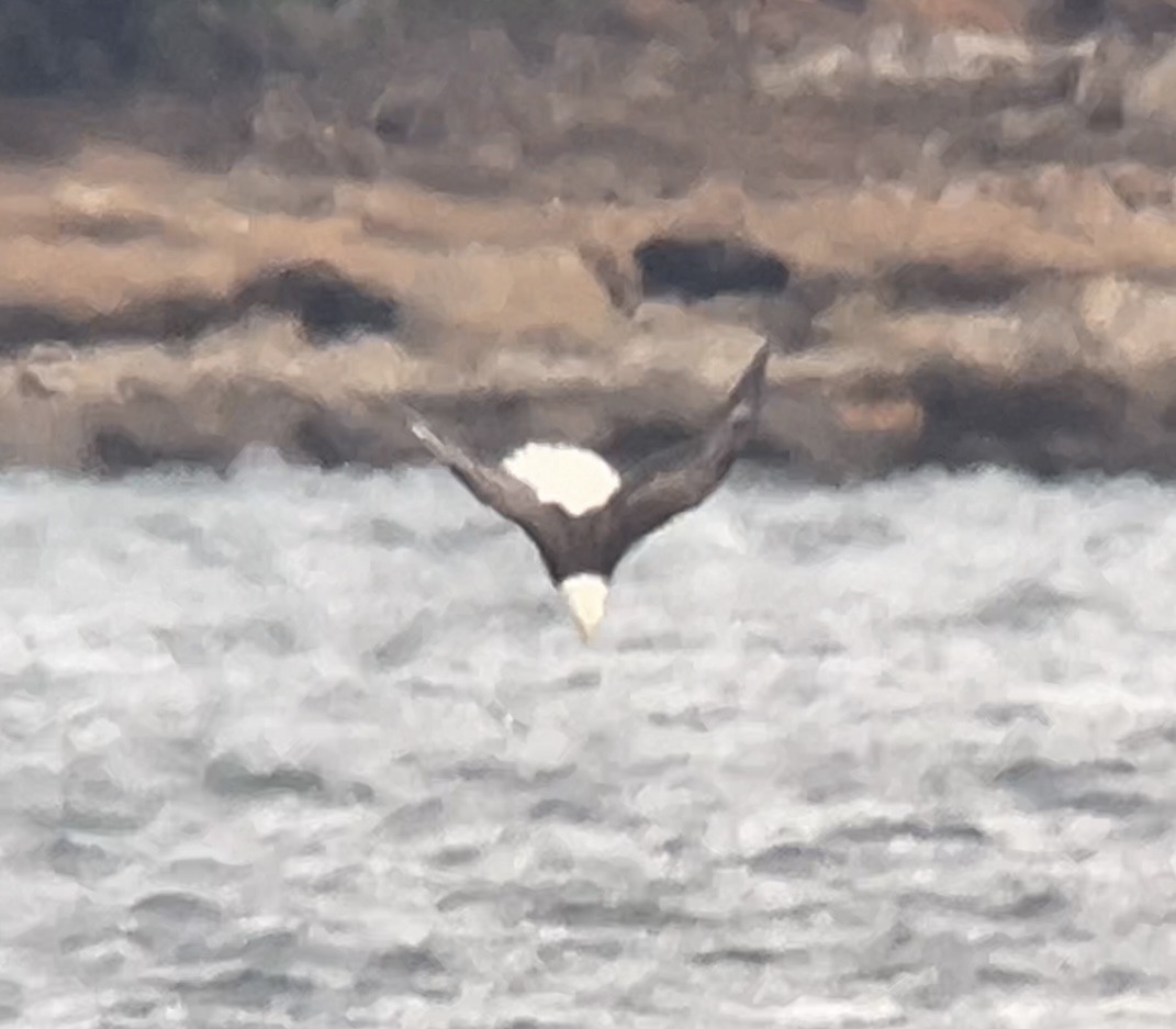 Bald Eagle - ML646275537