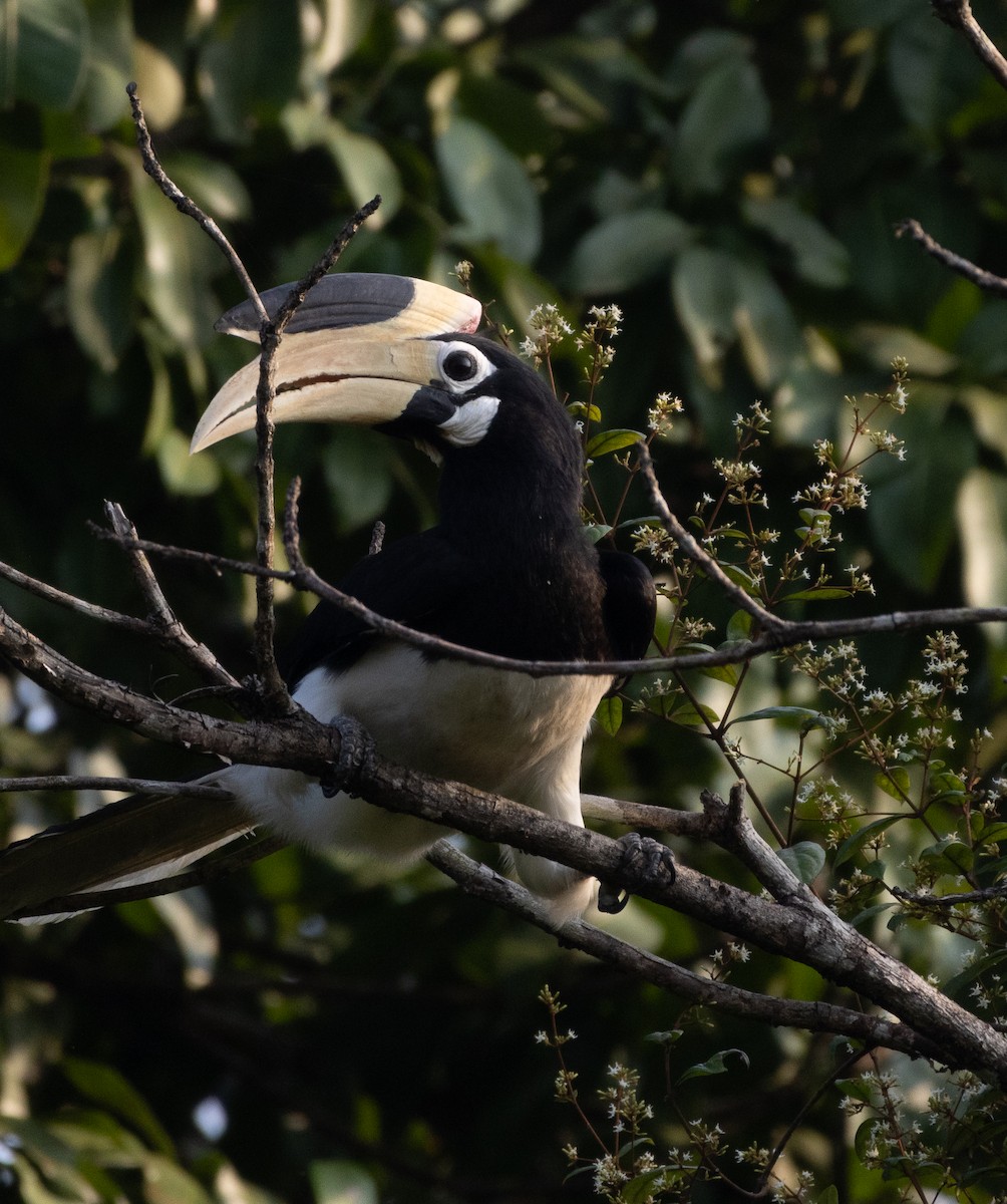 Malabar Pied-Hornbill - ML646275539
