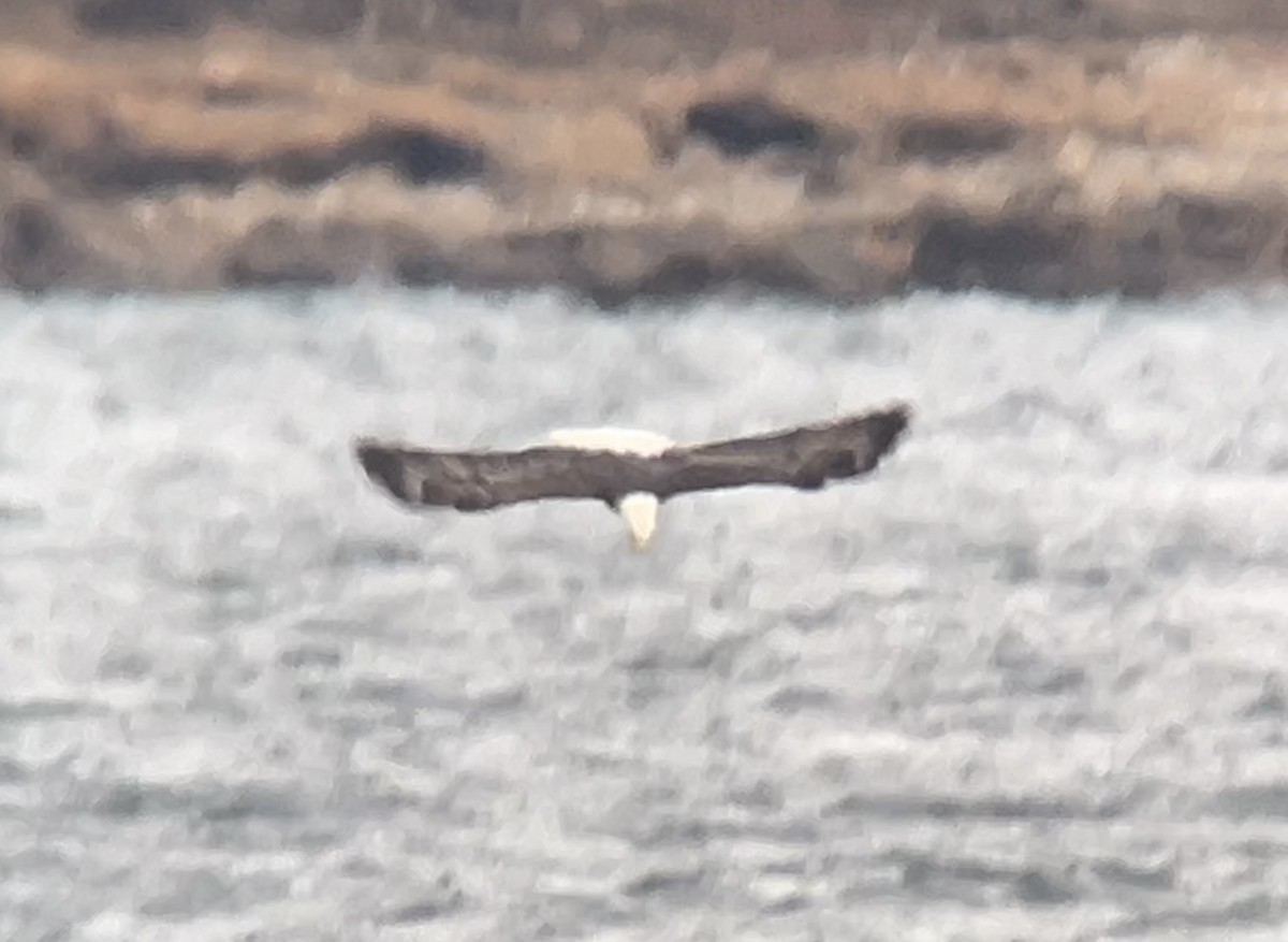 Bald Eagle - ML646275541