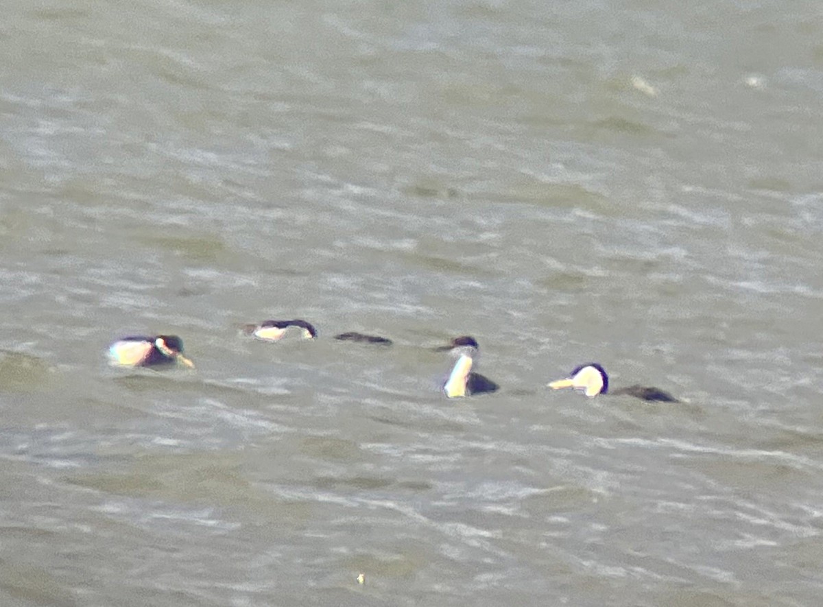 Western Grebe - ML646275545