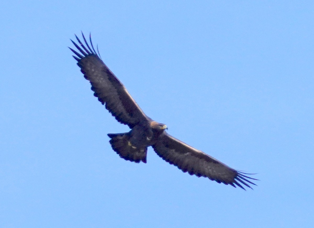Golden Eagle - ML646275546