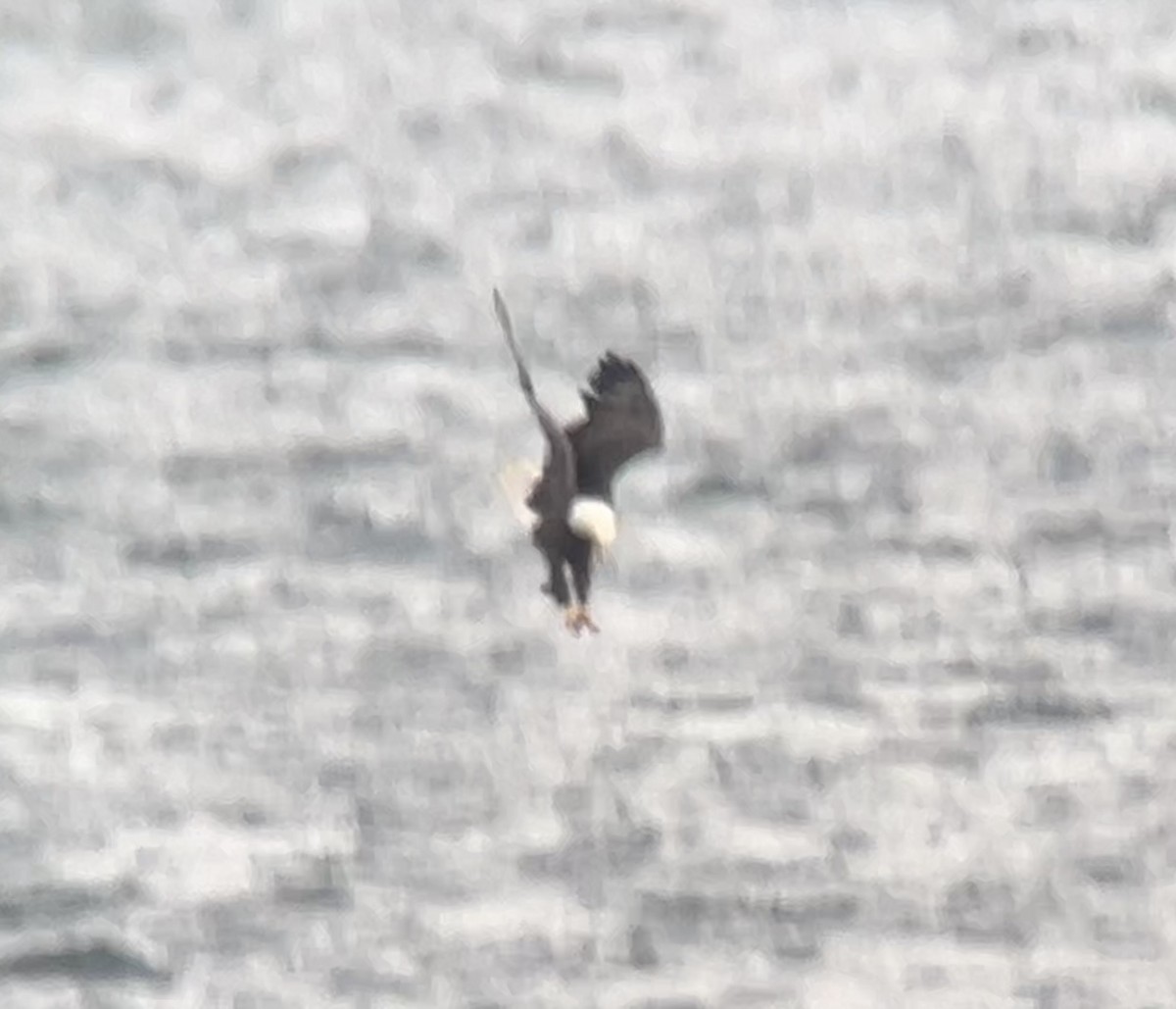 Bald Eagle - ML646275547