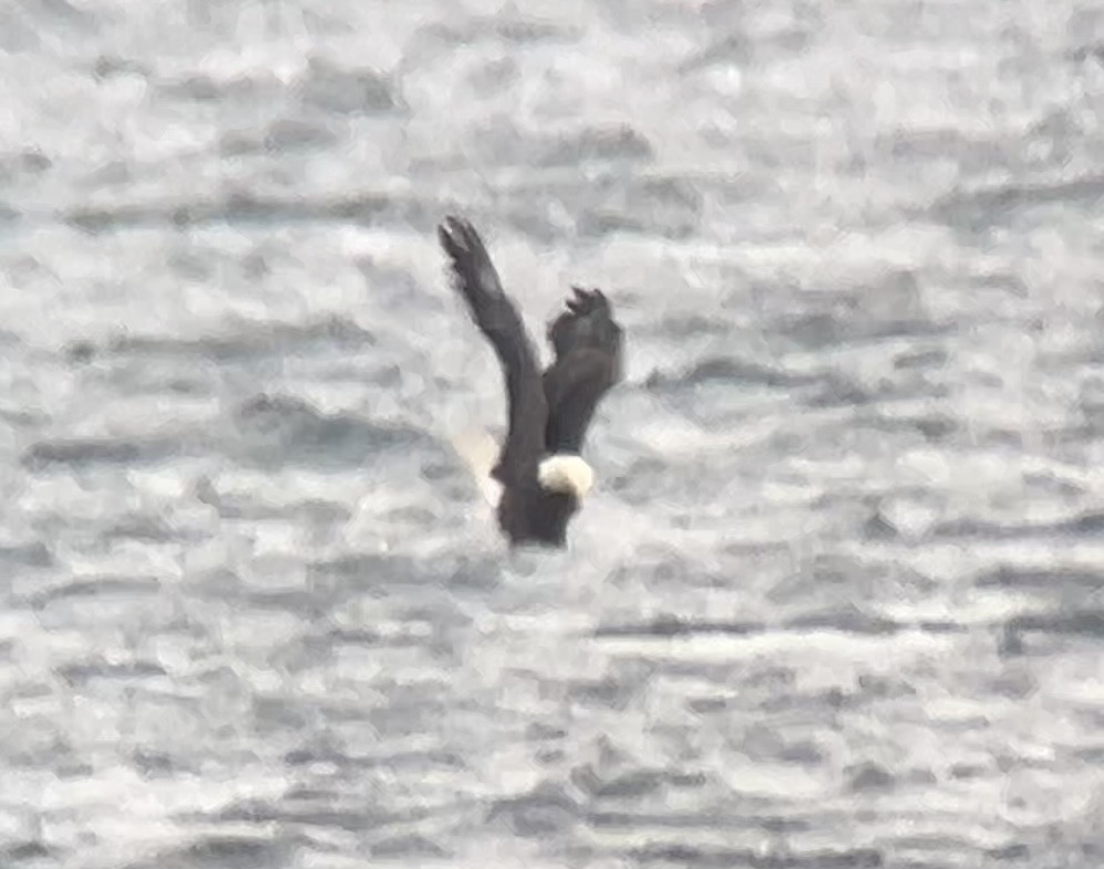 Bald Eagle - ML646275556