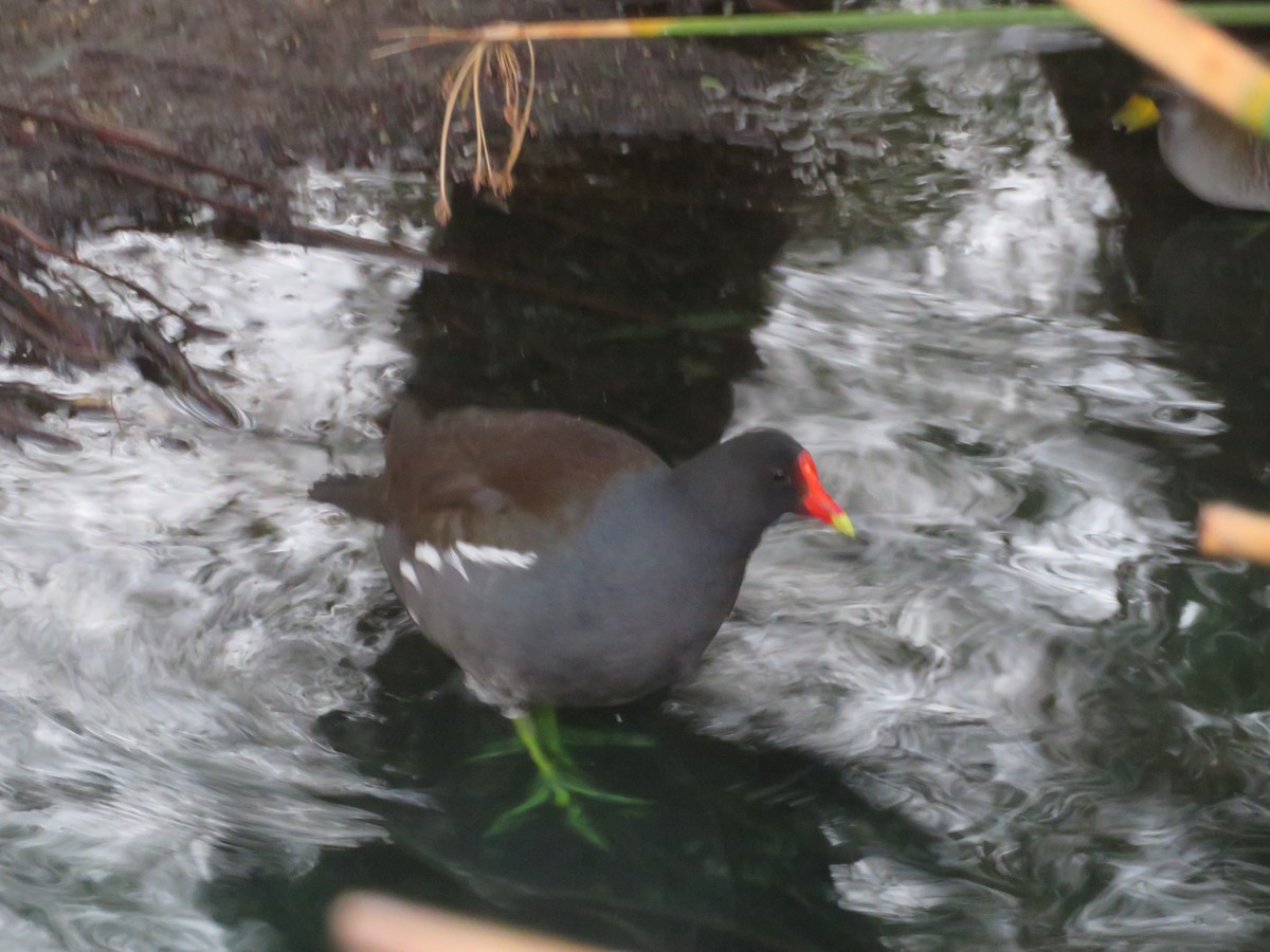 Amerika Sutavuğu - ML646275557