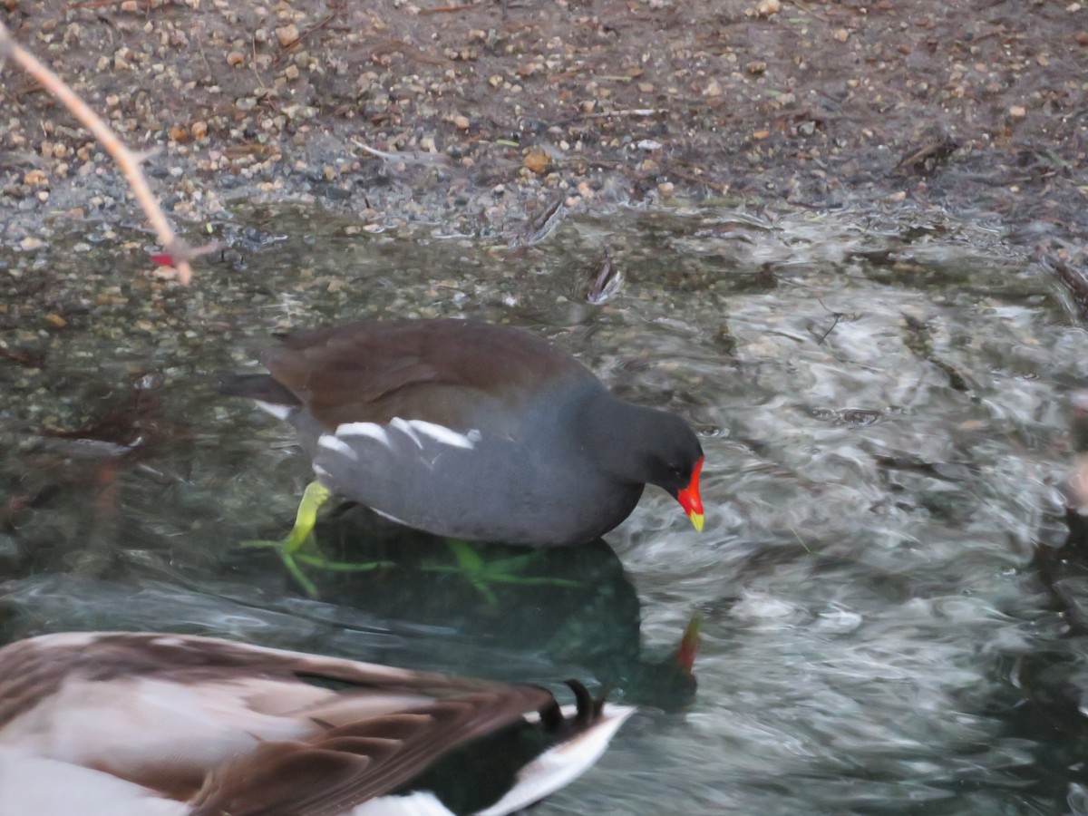 Amerika Sutavuğu - ML646275558