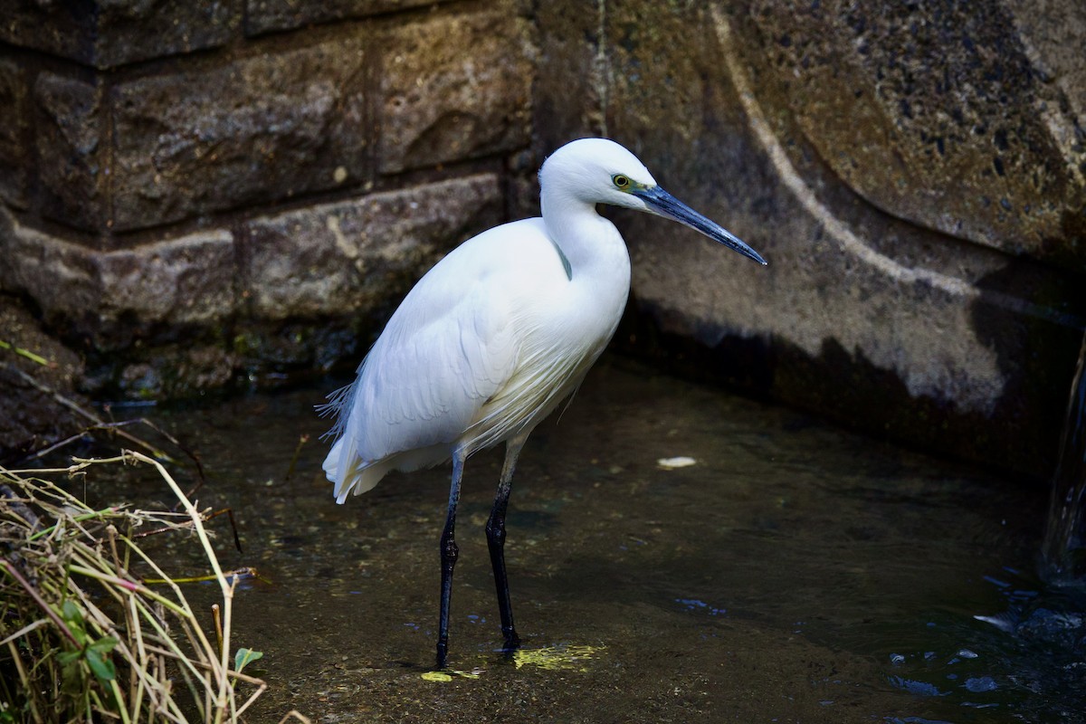 Little Egret - ML646275559