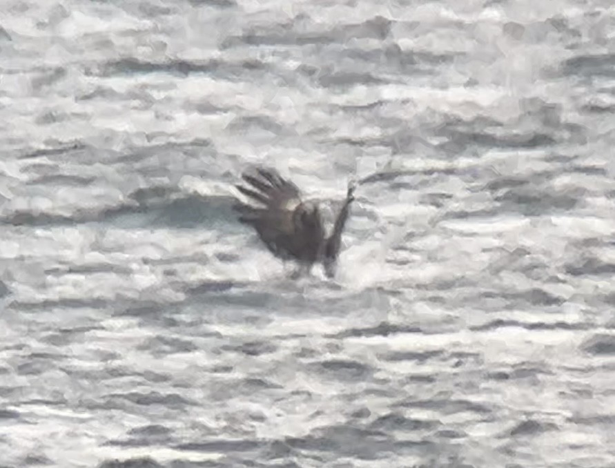 Pygargue à tête blanche - ML646275560