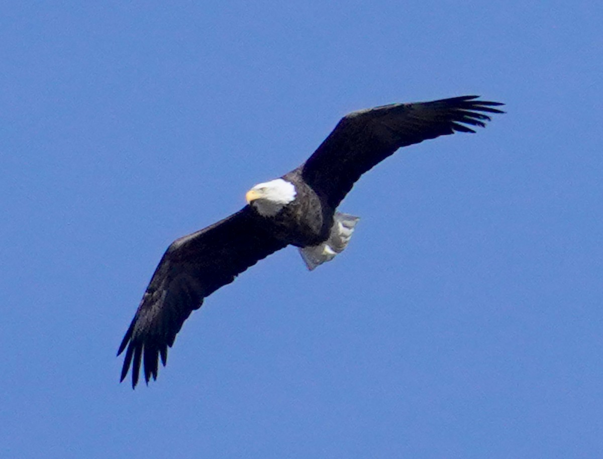 Pygargue à tête blanche - ML646275562
