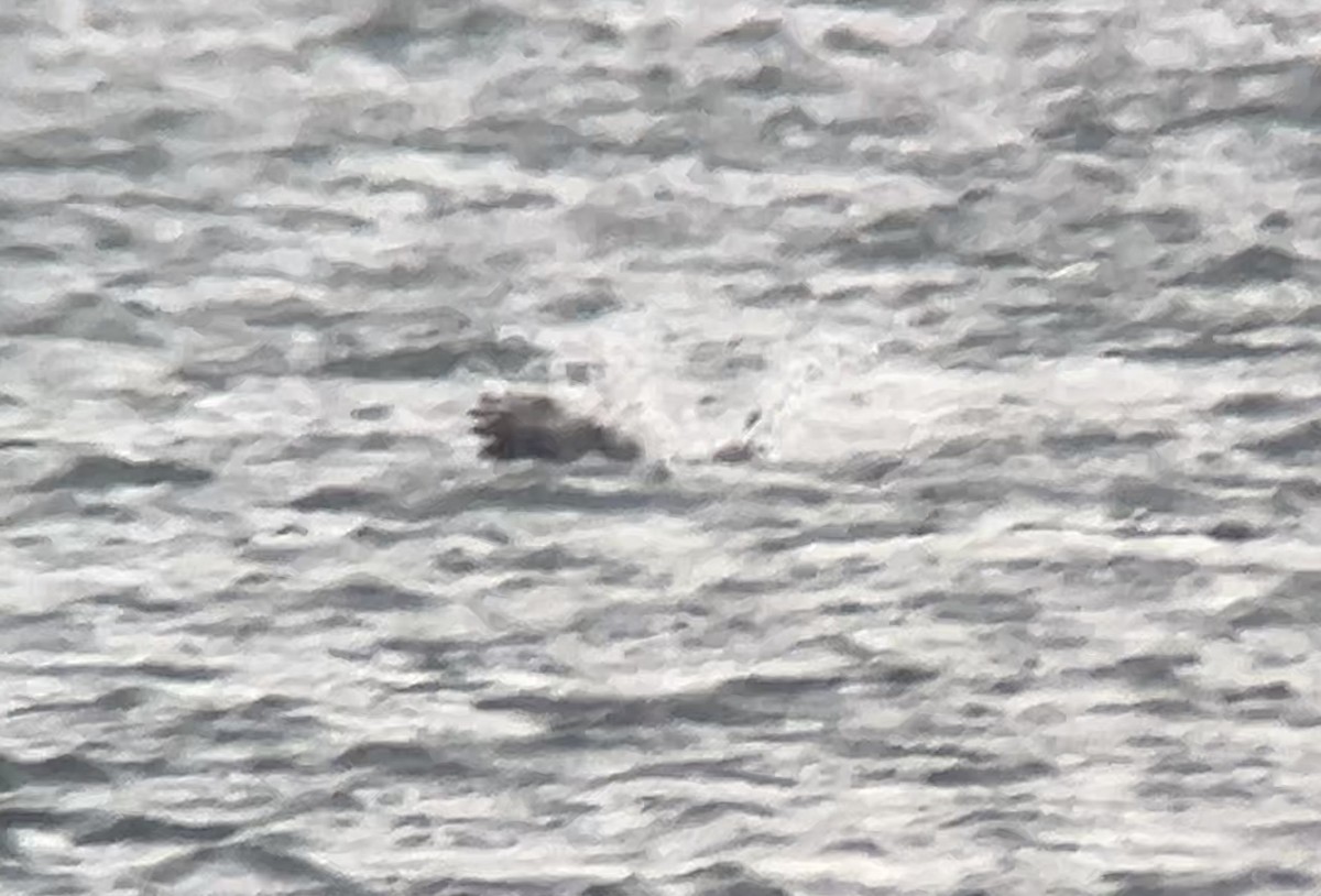 Pygargue à tête blanche - ML646275563