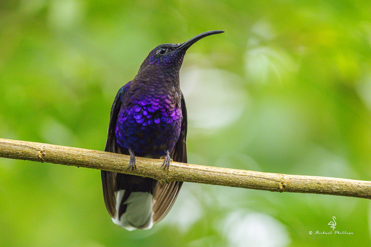 Violet Sabrewing - ML646275567