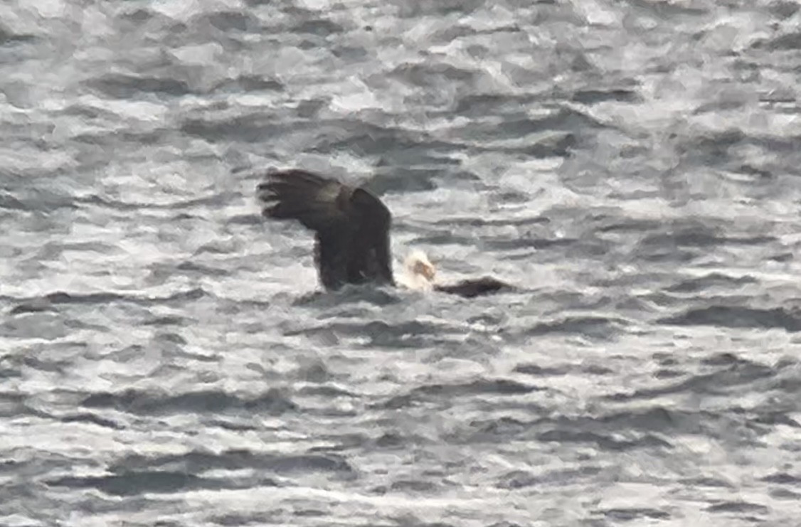 Pygargue à tête blanche - ML646275570