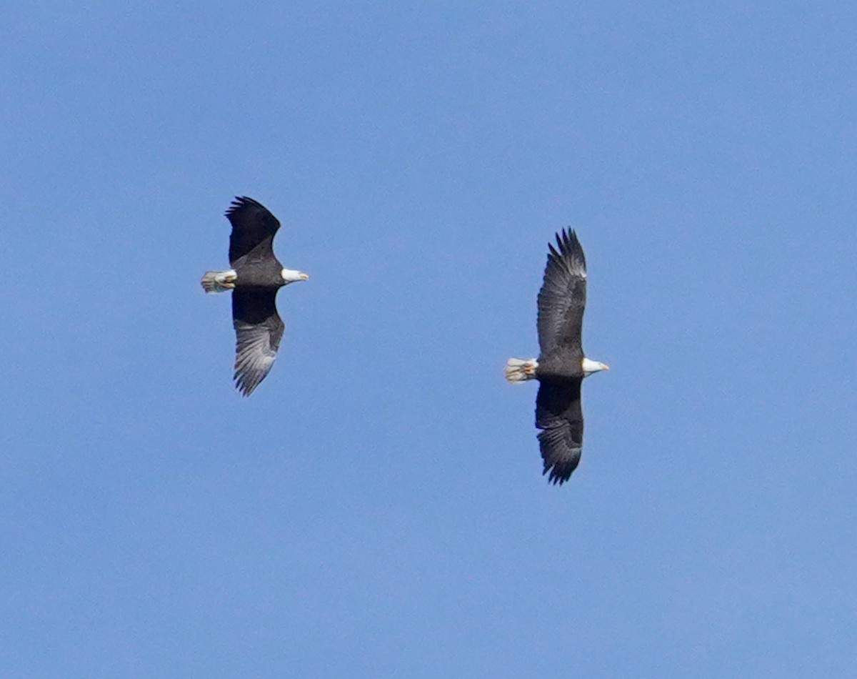 Pygargue à tête blanche - ML646275572