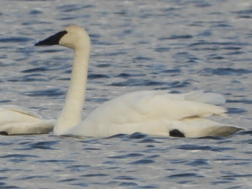 Trumpeter Swan - ML646275576