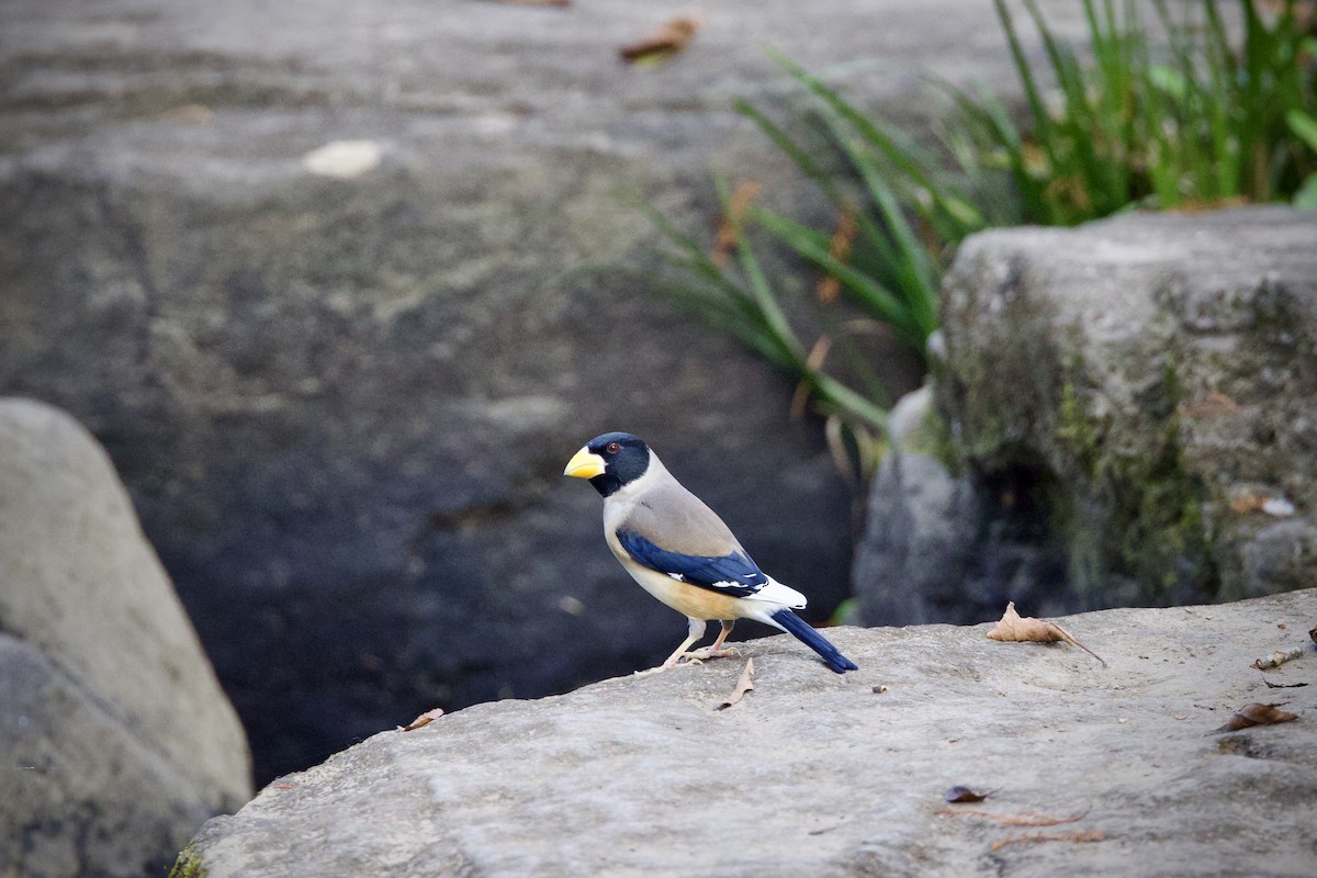 Yellow-billed Grosbeak - ML646275577