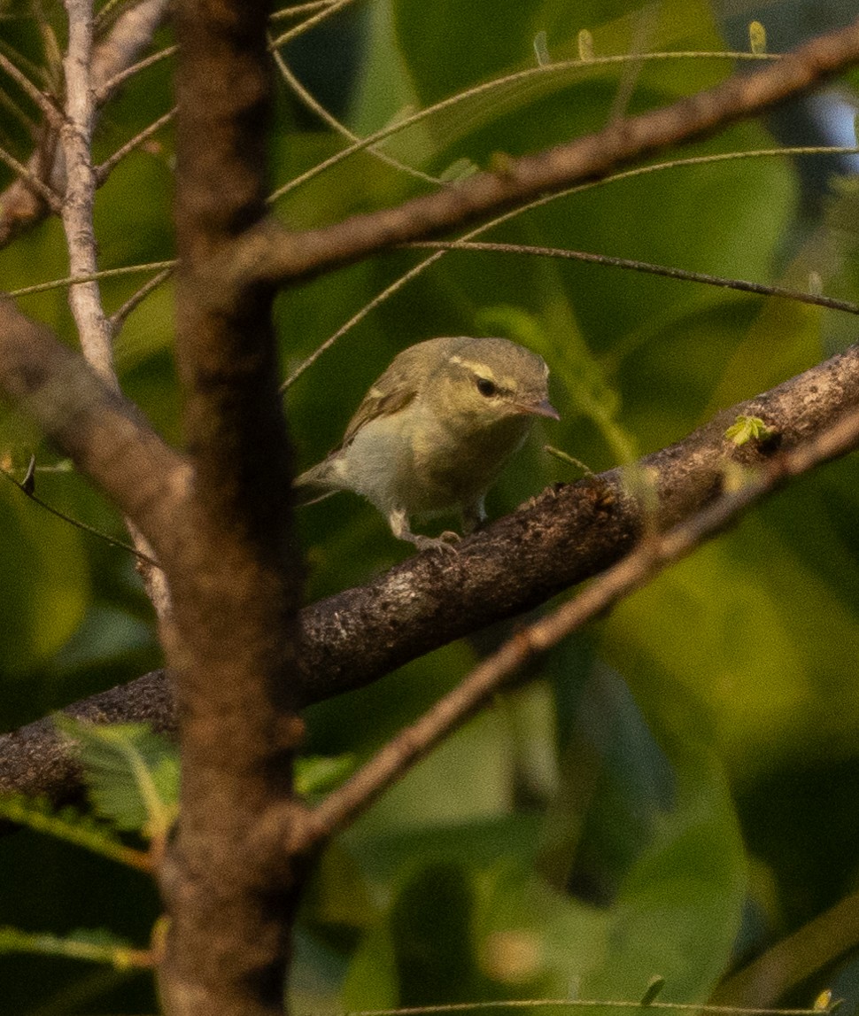 Green Warbler - ML646275582
