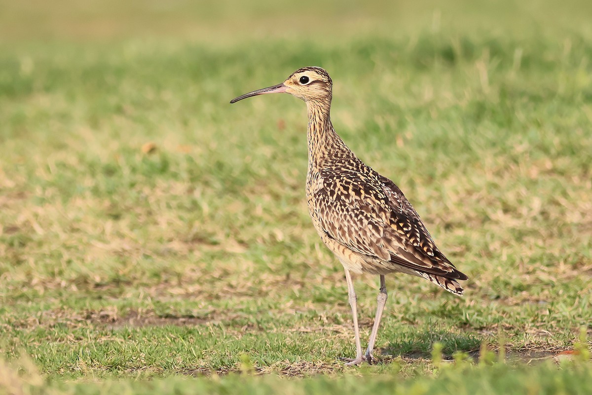 Little Curlew - ML646275583