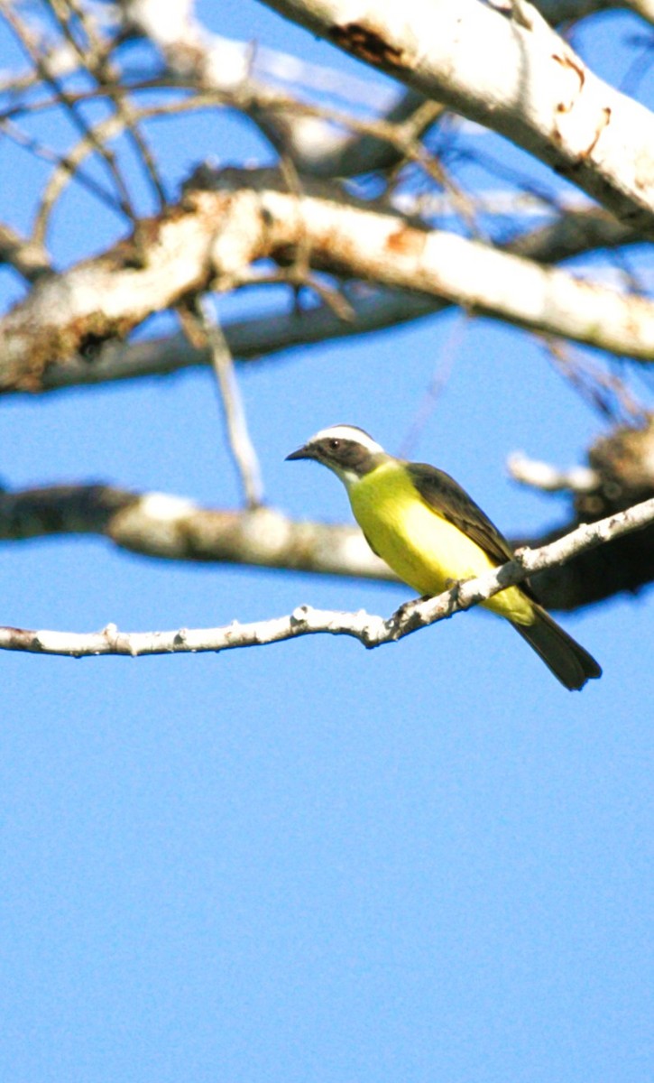 Sosyal Tiran - ML646275585