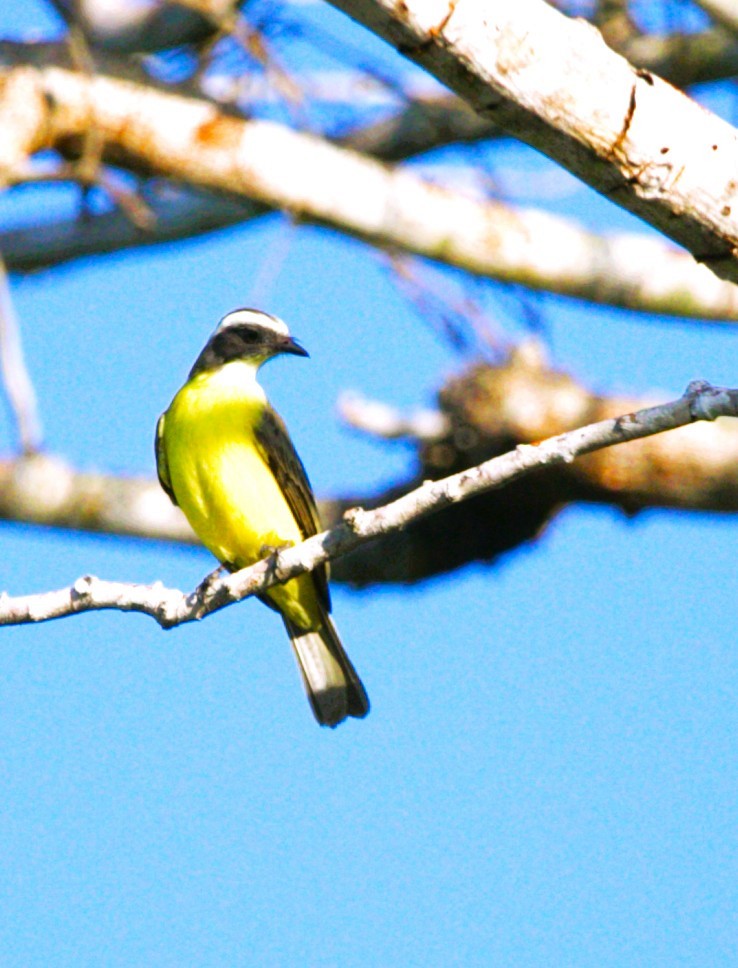 Sosyal Tiran - ML646275586