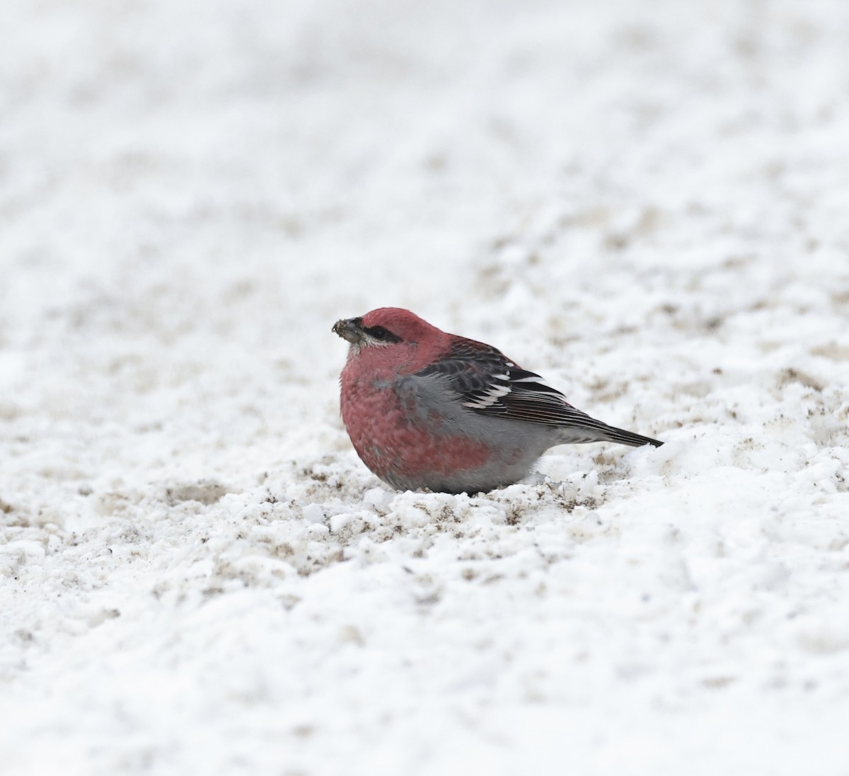 hýl křivčí - ML646275587