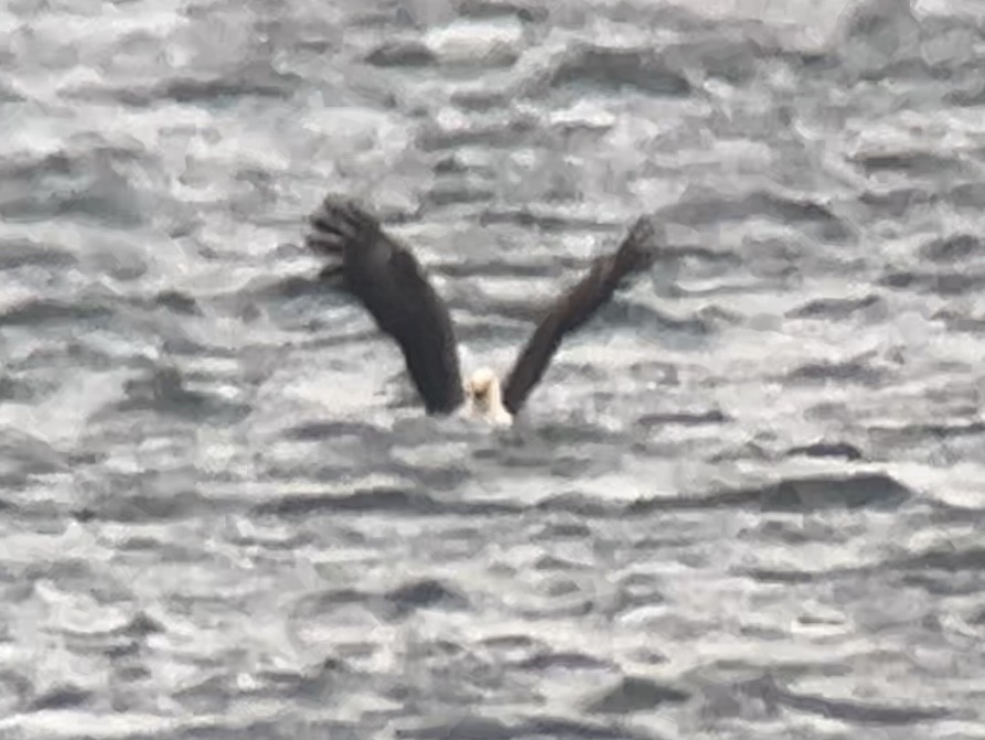 Pygargue à tête blanche - ML646275588