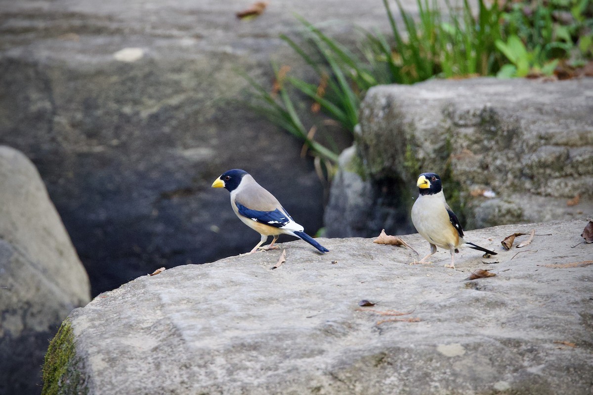Yellow-billed Grosbeak - ML646275589