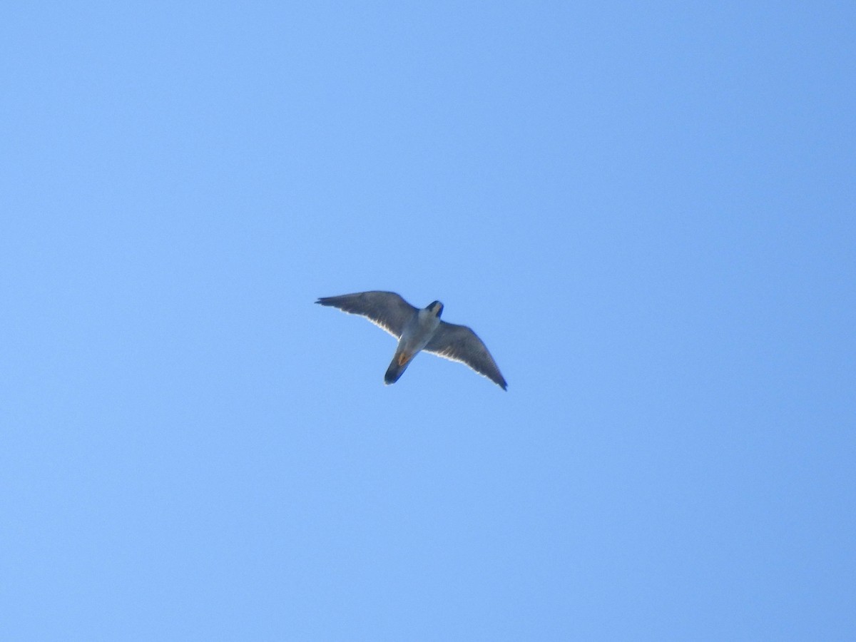 sokol stěhovavý - ML646275599