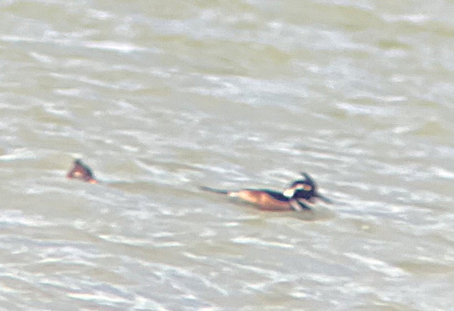 Hooded Merganser - ML646275600