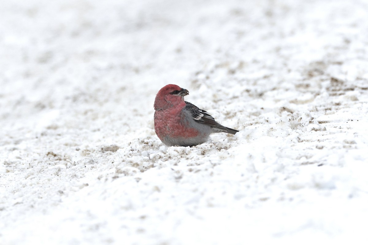 hýl křivčí - ML646275601