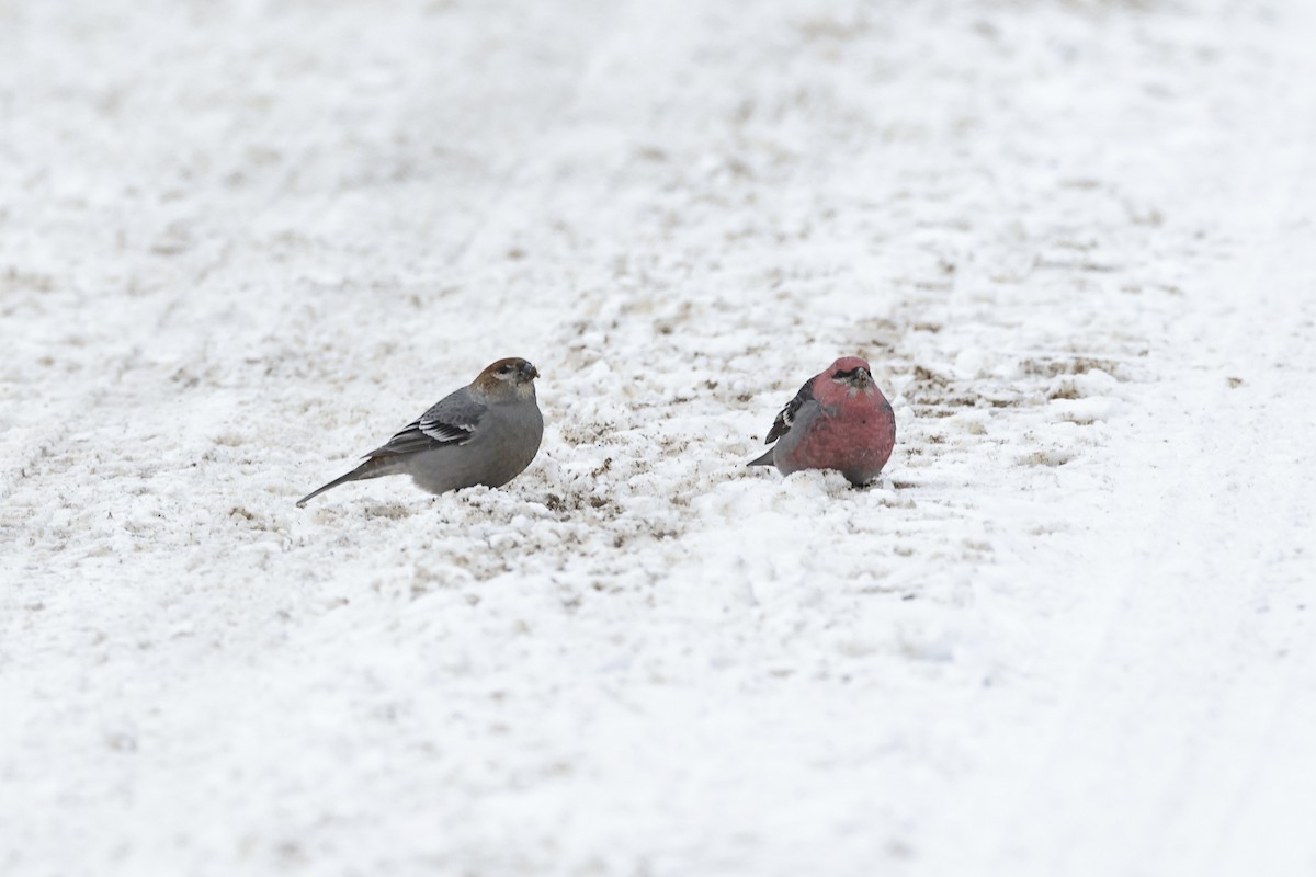 hýl křivčí - ML646275604