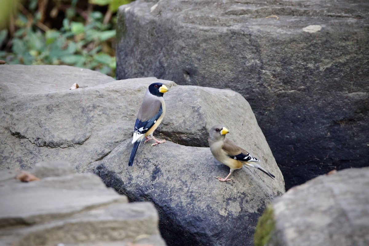 Yellow-billed Grosbeak - ML646275607