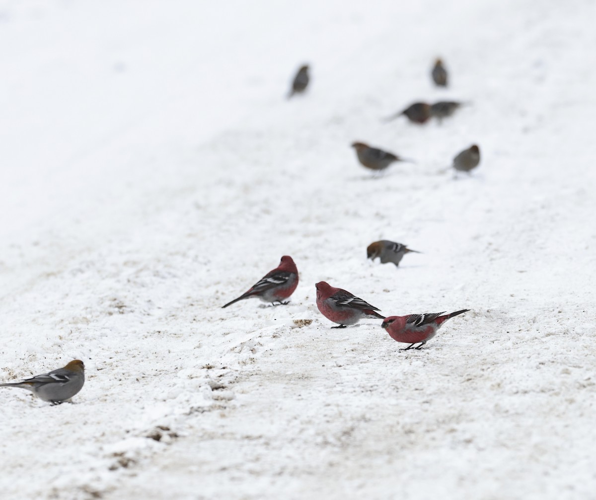 hýl křivčí - ML646275615