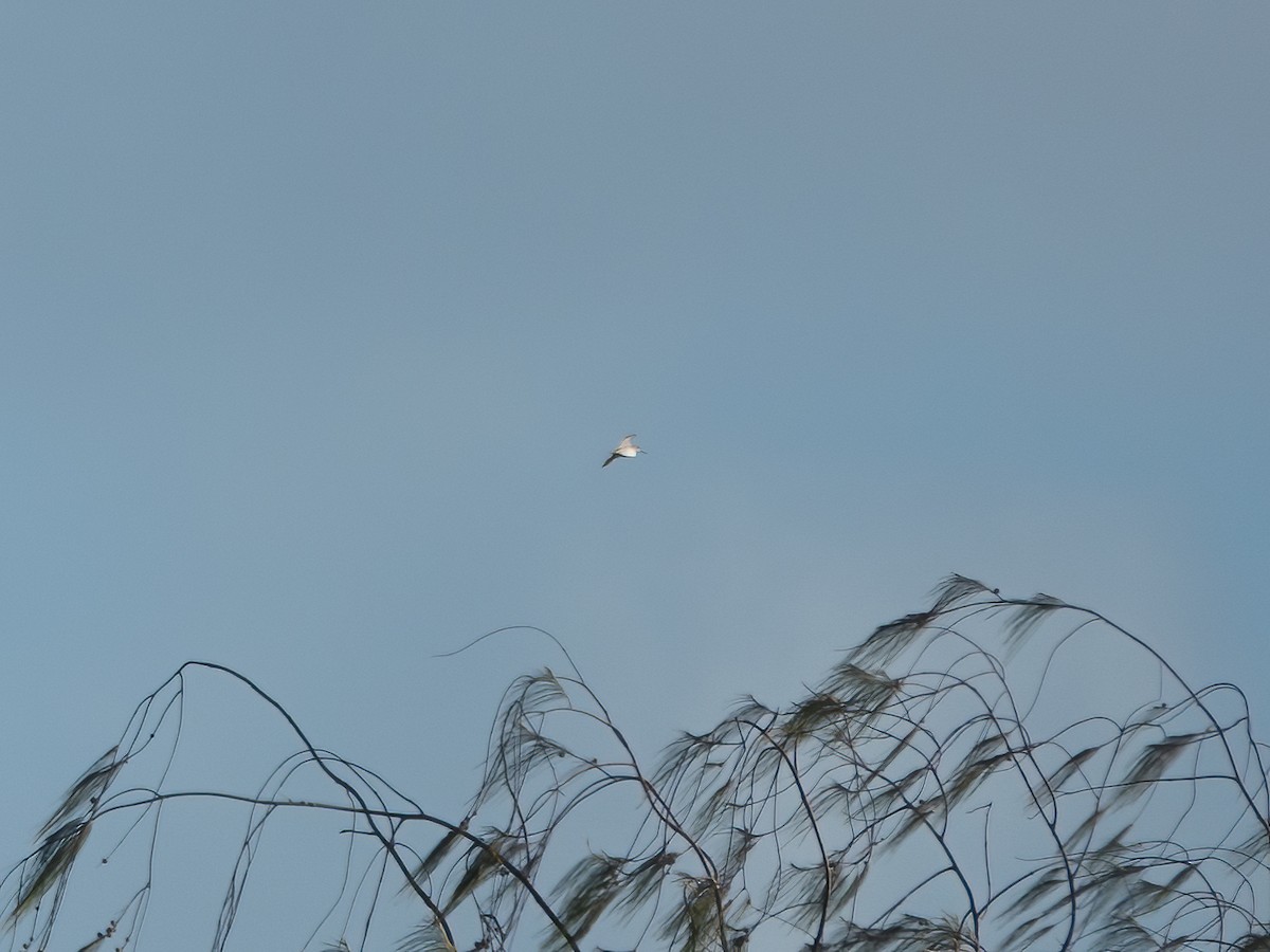 ハリオシギ - ML646275616