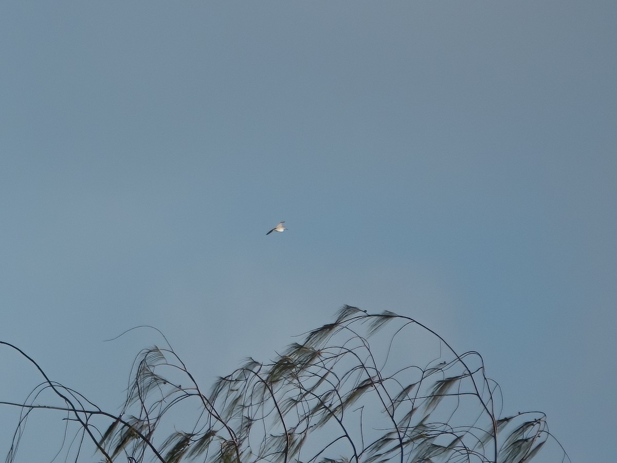 ハリオシギ - ML646275617