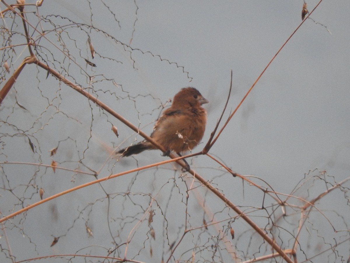 Guiraca bleu - ML646275618
