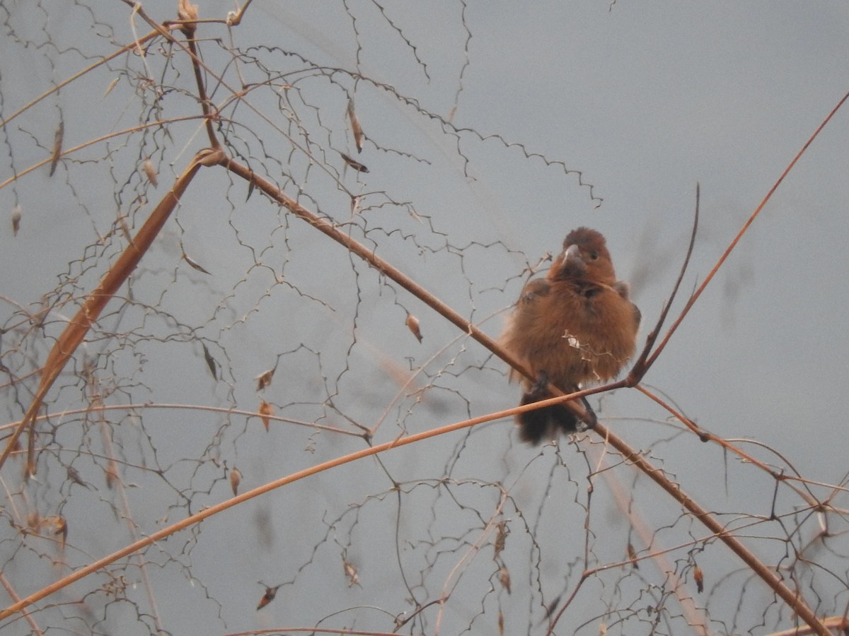 Guiraca bleu - ML646275619