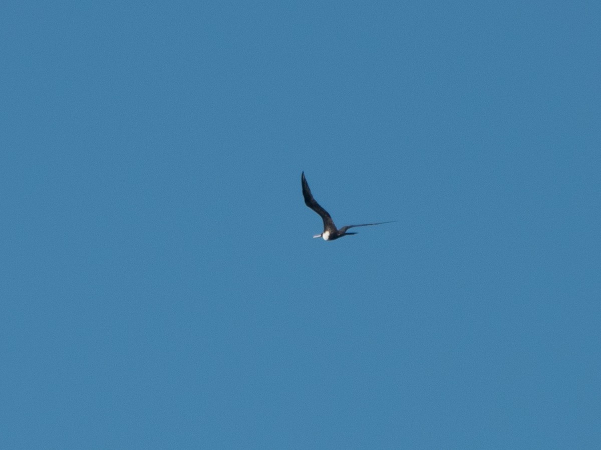 Great Frigatebird - ML646275632
