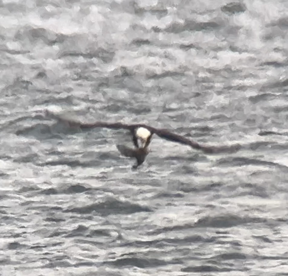 Pygargue à tête blanche - ML646275633