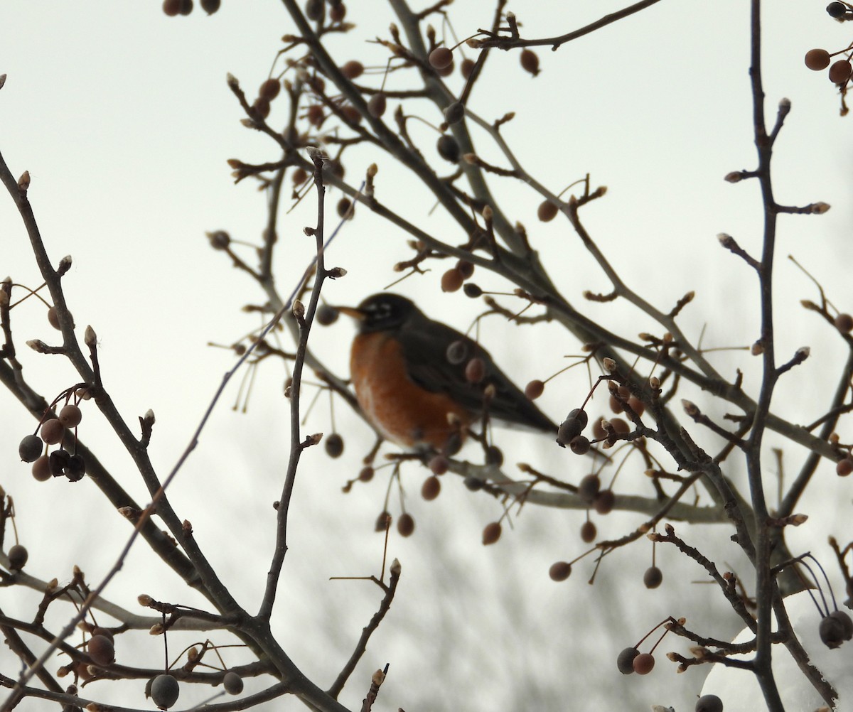 American Robin - ML646275634