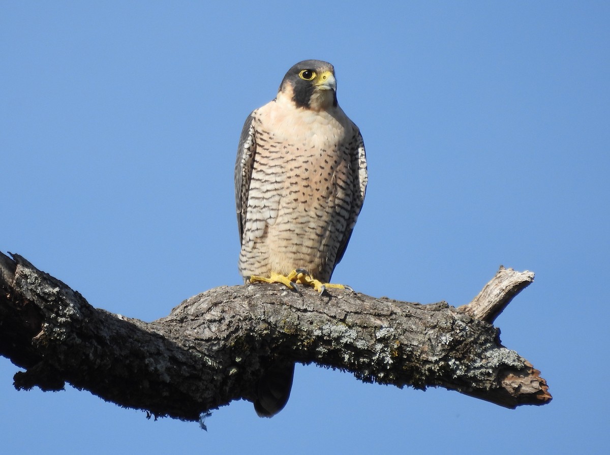 sokol stěhovavý - ML646275635