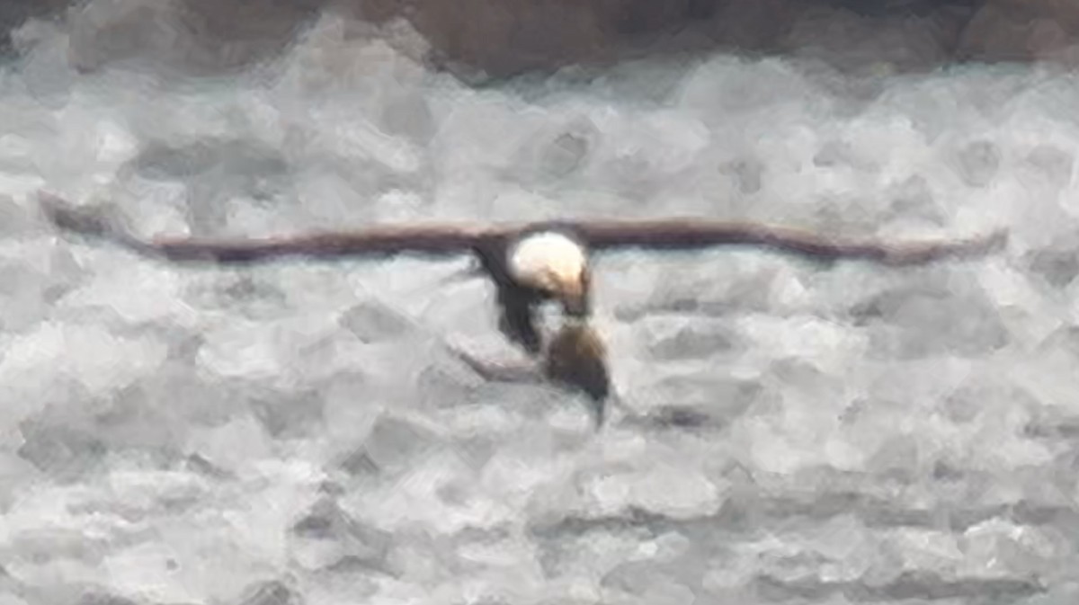 Pygargue à tête blanche - ML646275650